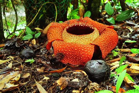 คู่มือท่องเที่ยวล่าสุดสำหรับ Tambunan Rafflesia Reserve ประจำเดือน ...