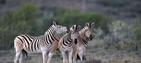 Wildlife in South Africa | Discover Africa