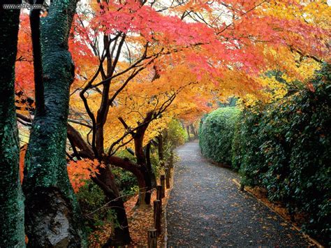 Autumn Kyoto Wallpapers - Wallpaper Cave