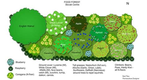 forest garden design - Google Search | Permaculture gardening, Food forest design, Food forest ...