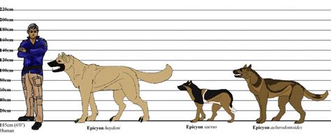 Wolf To Dog Size Comparison - Icerem