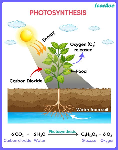 [Biology Class 10] Where do plants get each of raw materials required