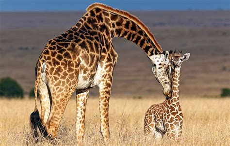 10 giraffe facts! - National Geographic Kids