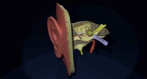 ArtStation - Ear anatomy cross section | Resources