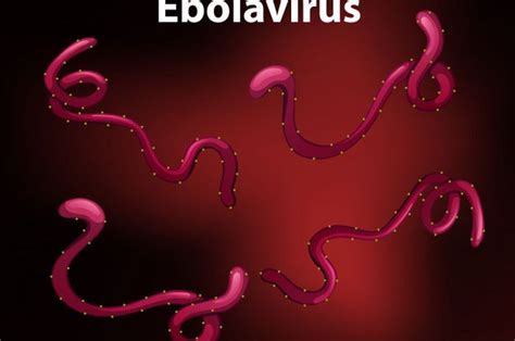 8 Fakta Mengejutkan Virus Ebola yang Terkenal Mematikan - Sonora.id