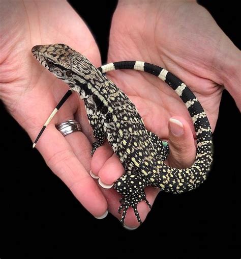 BLUE TEGU - Tupinambis merianae, CB babies