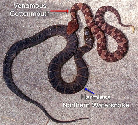 Cottonmouths and Similar Looking Harmless Species