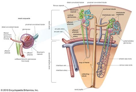 Loop of Henle | Description, Anatomy, & Function | Britannica