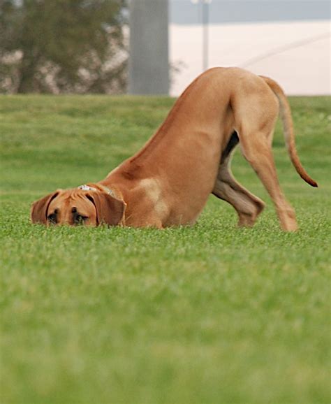 Hunting Rhodesian ridgeback | Flickr - Photo Sharing!