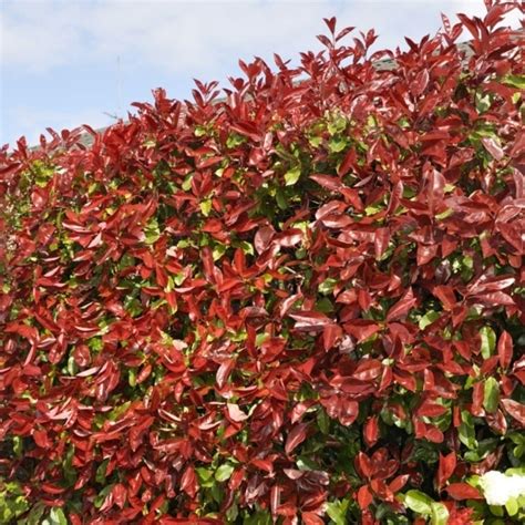 Photinia x fraseri 'Red Robin' - Christmas Berry Hedging Plant (9cm) in ...