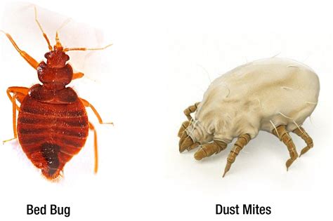 Dust Mites vs. Bed Bug - Pest Control Gurus