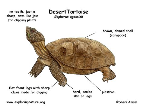 Body Parts Of A Tortoise Worksheet - Bank2home.com