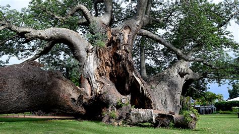 Africa's strangest trees are stranger than thought—and they're dying mysteriously | Science | AAAS