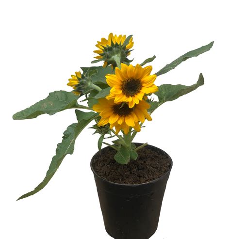 Dwarf Sunflower - Unbeleafable