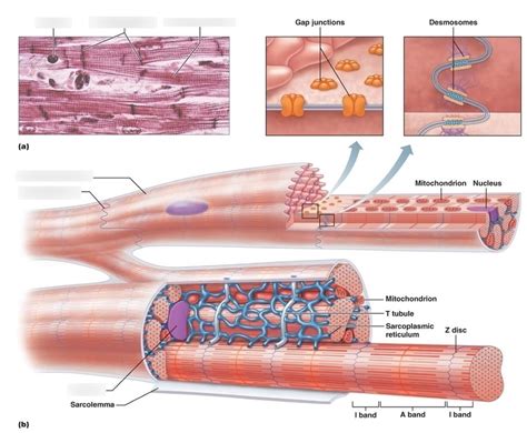 Cardiac Muscle Tissue Diagram | Quizlet