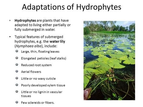 Hydrophyte clipart - Clipground