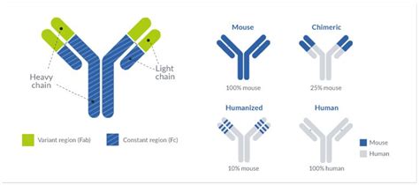 Monoclonal antibody humanization services - ProteoGenix