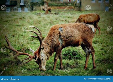 Deer in Bushy Park London stock photo. Image of canon - 170797840