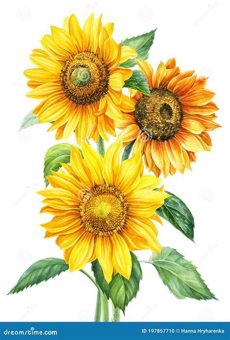 Bouquet of Sunflowers on an Isolated White Background, Watercolor Painting, Hand Drawing Stock ...