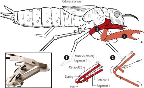 Dragonfly Larvae