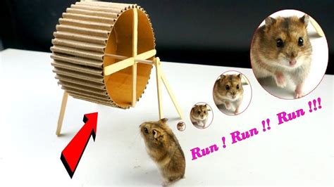 9 DIY Hamster Toys You Can Make Today - PetKeen