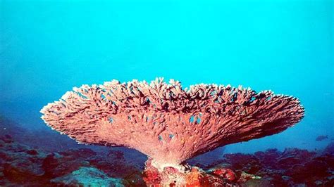 Photo Print of Corals of Lakshadweep