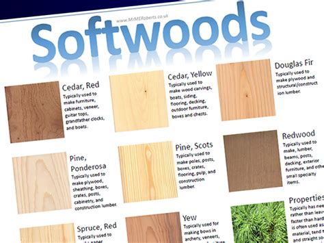 Table Top Resources - Softwoods- A3 | Teaching Resources