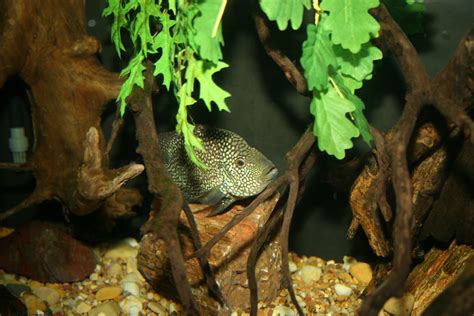 Texas Cichlid (Herichthys cyanoguttatus) | The Texas cichild… | Flickr