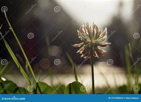 White Clover in a Green Lawn by the Road Closeup Stock Image - Image of crop, lobed: 121228243