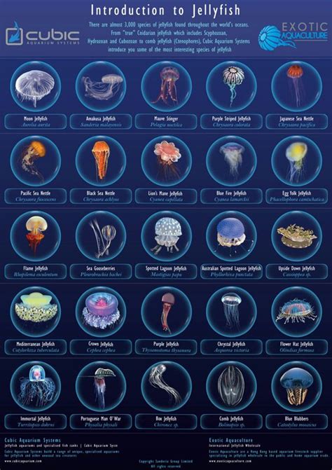 About Jellyfish | Marine biology, Jellyfish, Deep sea creatures