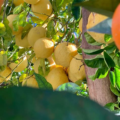 Sorrento Lemon Farm Tour | musement