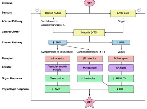 Baroreceptor Reflex Innervation Google Search Cardiac - vrogue.co