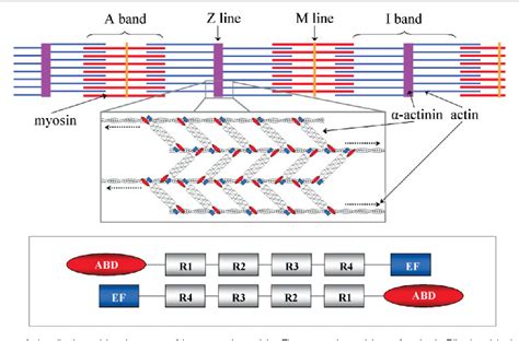 Figure 1 from A gene for speed? The evolution and function of α‐actinin‐3 | Semantic Scholar