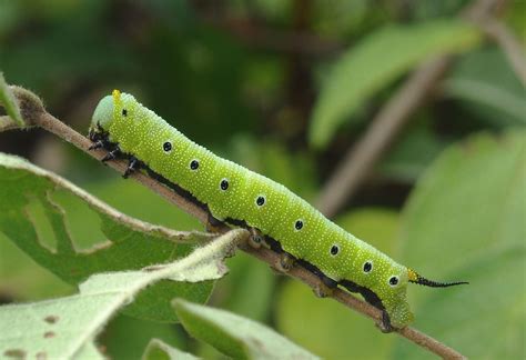 Sphinx Moth Caterpillar, Moth Fly, Worms, Yard Art, Animals Beautiful ...