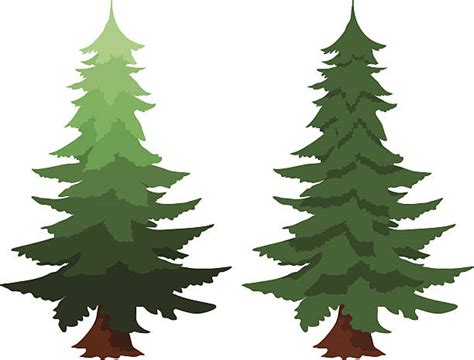 Royalty Free Douglas Fir Tree Clip Art, Vector Images & Illustrations - iStock