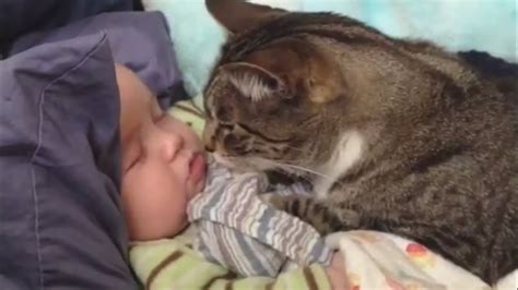 "Cats Love Babies Compilation" || CFS - YouTube