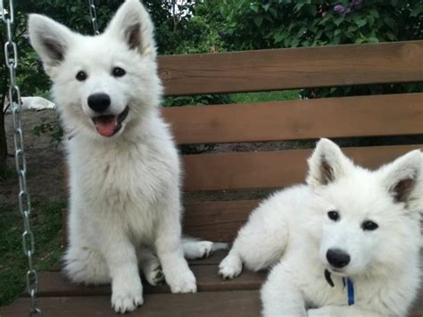 Stunning White Swiss Shepherd puppies | Maidstone, Kent | Pets4Homes | White swiss shepherd ...