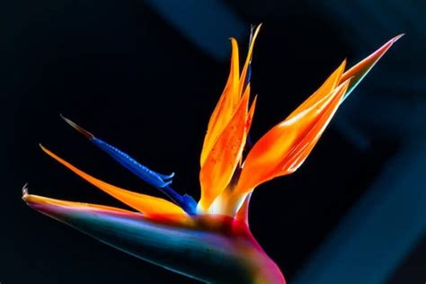 Bird of Paradise Propagation – A Complete Guide - Plants Craze