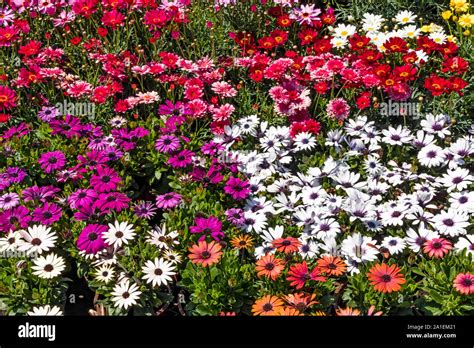 close up common daisy flowers and leaves in nature Stock Photo - Alamy