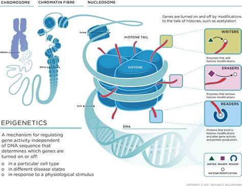 Image result for epigenetics | Epigenetics, Gene expression, Science ...