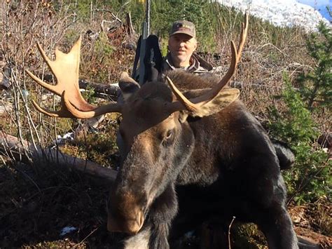 High Success Trophy Shiras Moose Hunts - Best Outfitters and Hunts