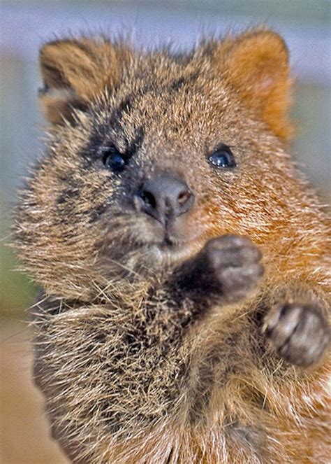 17 Best images about Quokka! on Pinterest | Quokka, Gifs and Islands