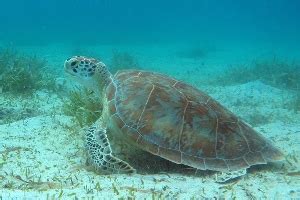 Culebra Snorkeling Beaches Flamenco Tamarindo Zoni Melones Solado | Puerto Rico Day Trips Travel ...