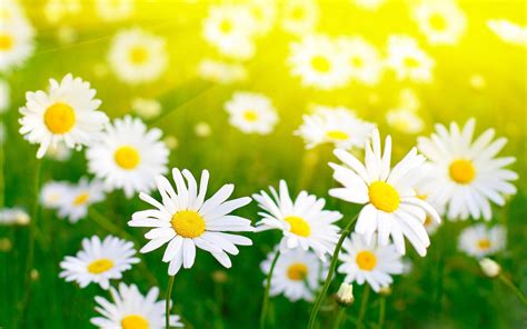 Daisy Wallpaper Backgrounds - Wallpaper Cave