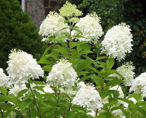 Pee Gee Hydrangea - Stunning White Flowers