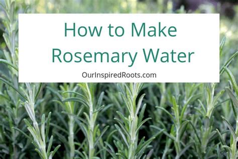 Homemade Rosemary Water For Hair And Scalp Health