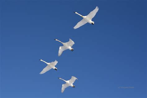 Swan Flight Profiles and Takeoff |Trumpeter Swan Society