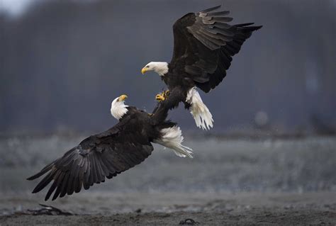 Stunning Photos Capture a Mating Ritual Between Two Life-Long Bald Eagle Pairs - Hasan Jasim