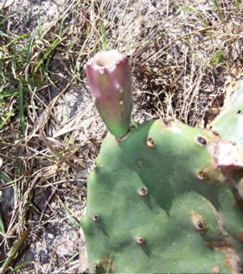 Opuntia turbinata, Florida prickly pear cactus, beach