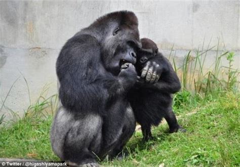 Gorilla Shabani who was raised in Australia has found fame in Japan | Daily Mail Online